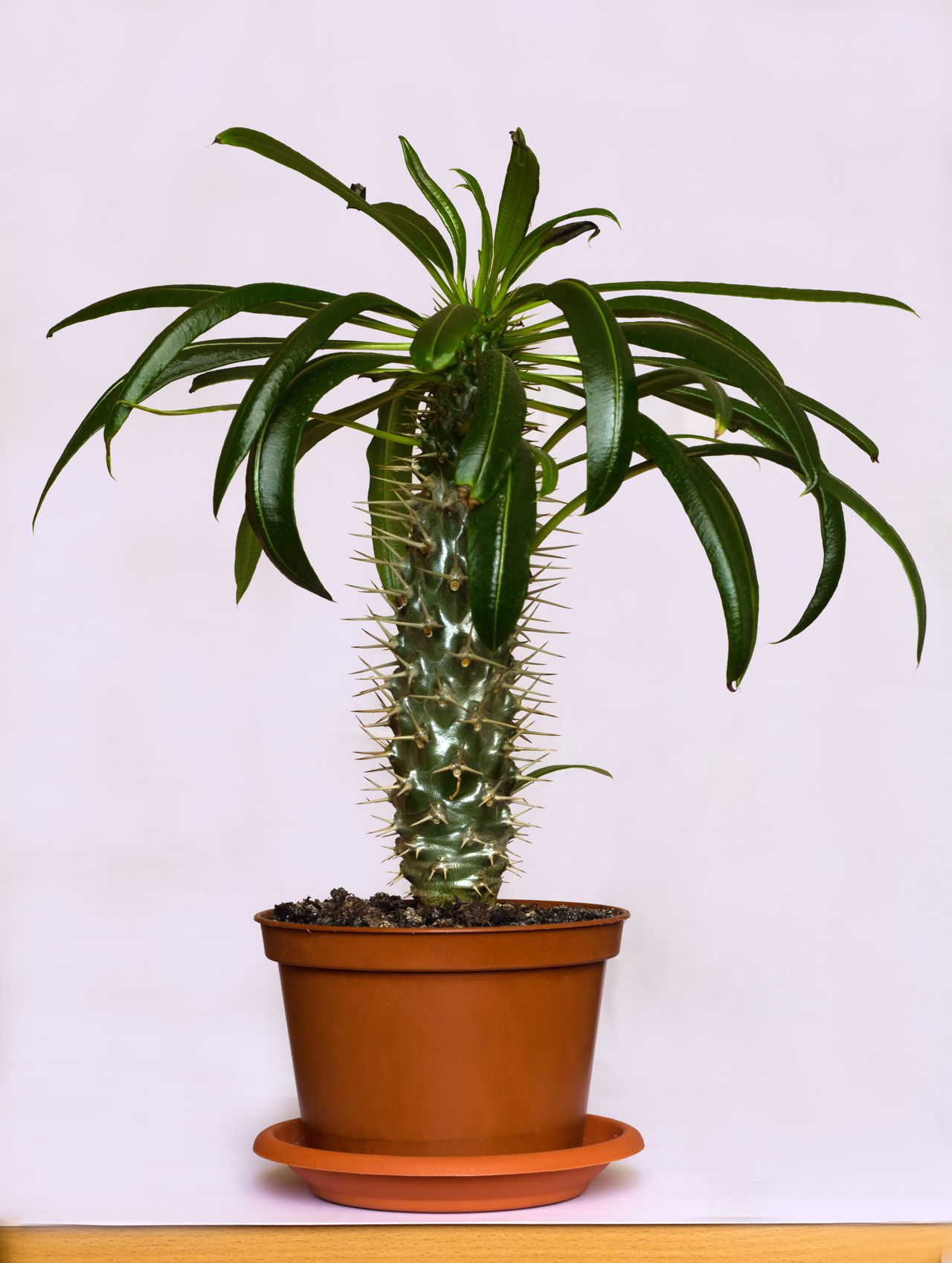 House Plant