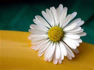 Daisy Flower