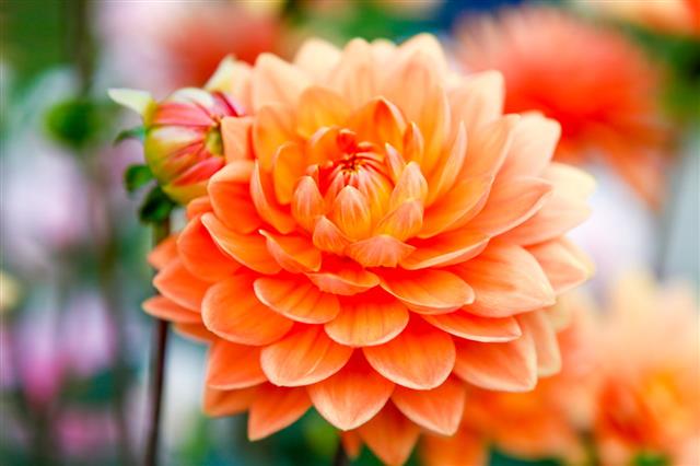 Dahlia Orange Flowers