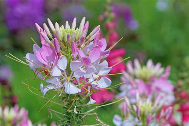 Spider Flower