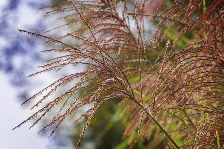 porcupine grass inflorescence