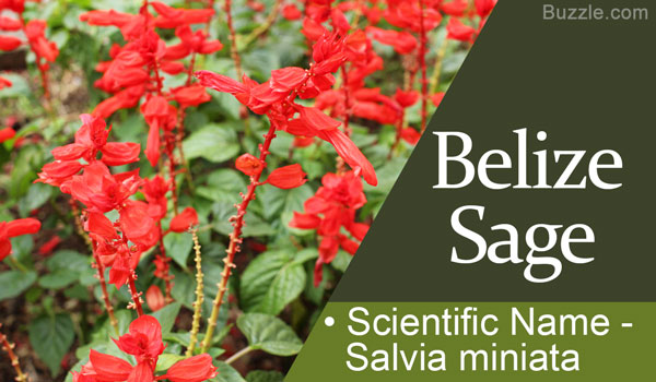 Belize Sage Scientific Name Salvia miniata
