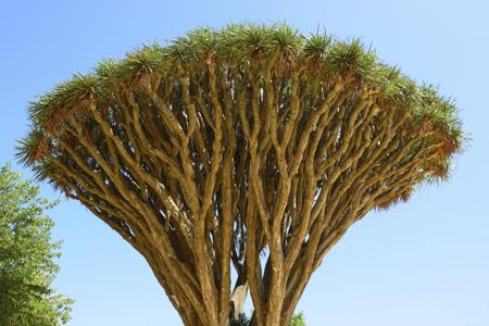 Branches of Dragon's blood Tree