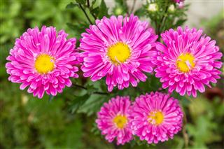Pink Asters