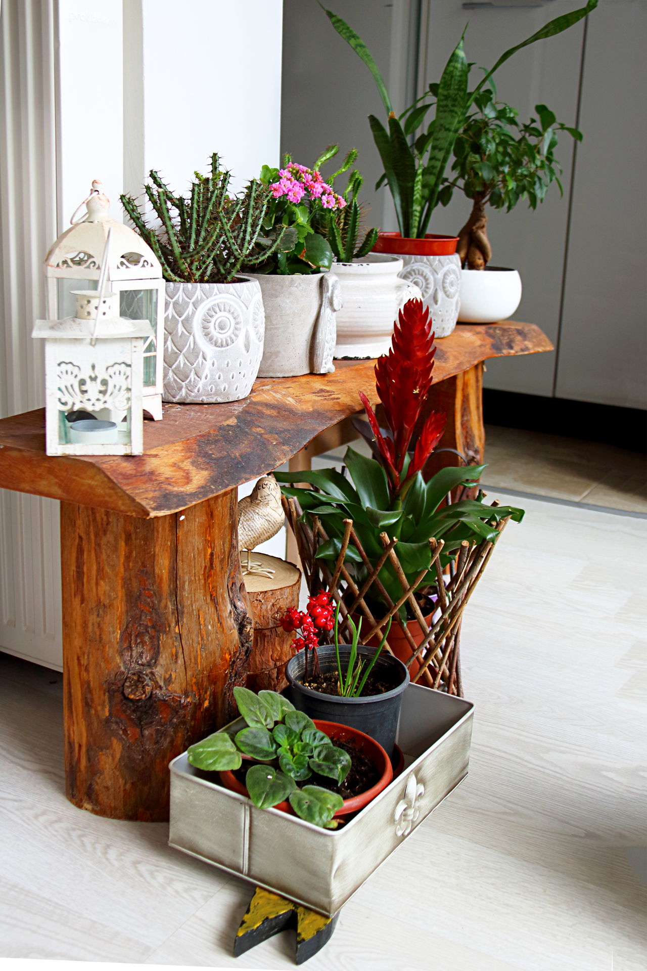 Indoor Botanic Garden