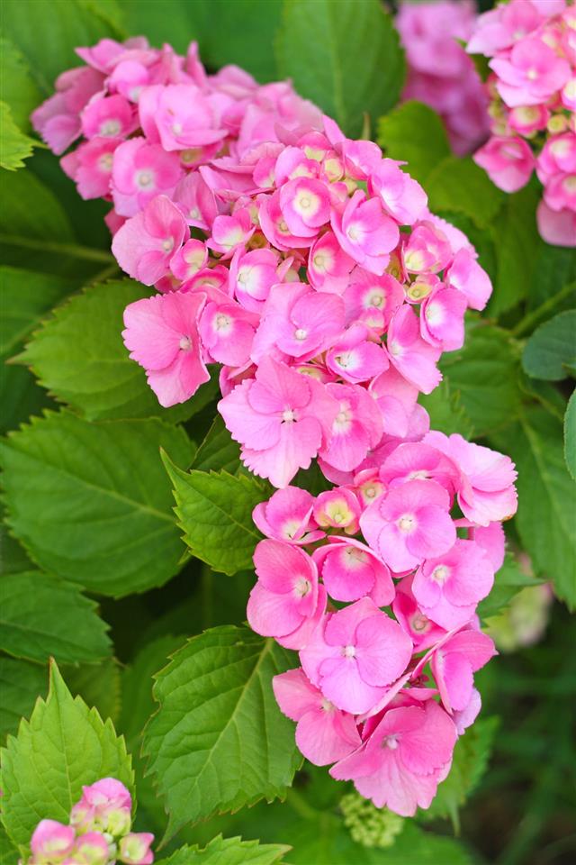 Pink Hydrangea
