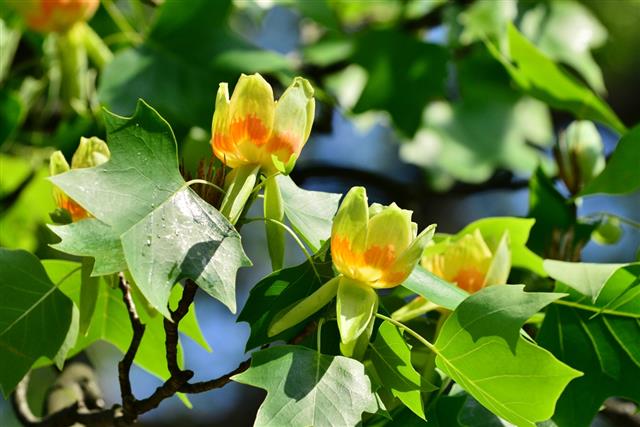 Tulip Tree (Liriodendron tulipifera) Flowers
