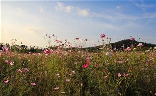 Cosmos flower field
