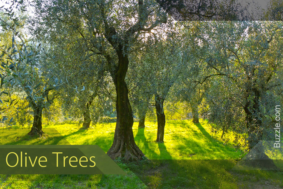 Olive Trees