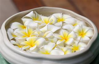 Plumeria