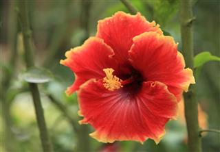 Red Hibiscus Flower