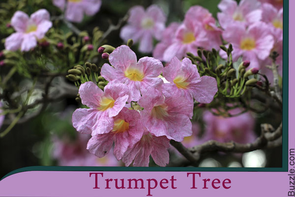 trumpet tree