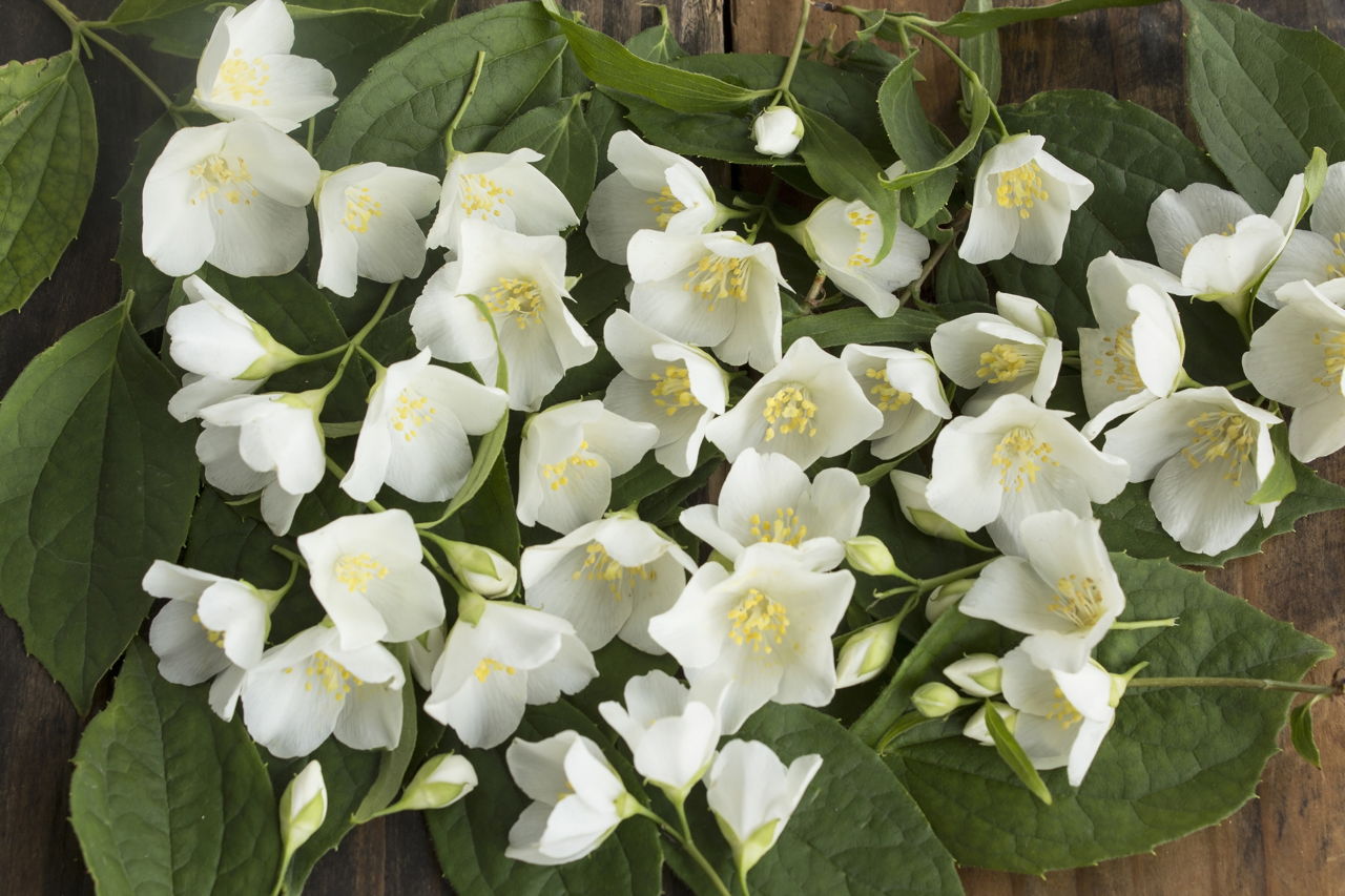 Jasmine Flowers