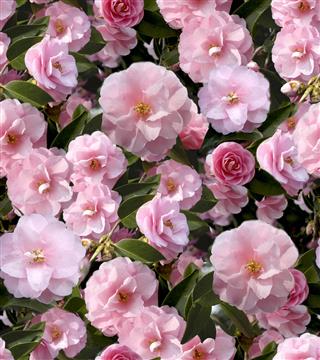 Fiori Camelia