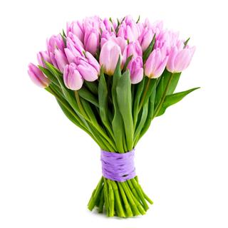 Violet Tulips
