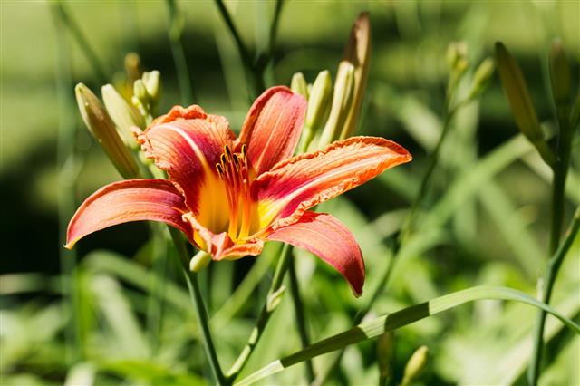Orange Tiger Lily In A Garden