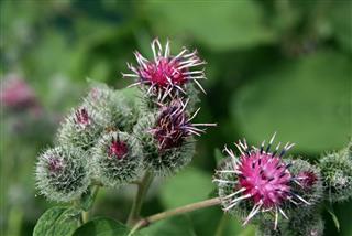 Burdock Flowers