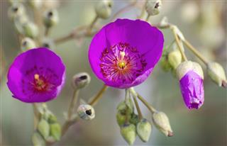 Rock purslane Calandrinia spectabilis