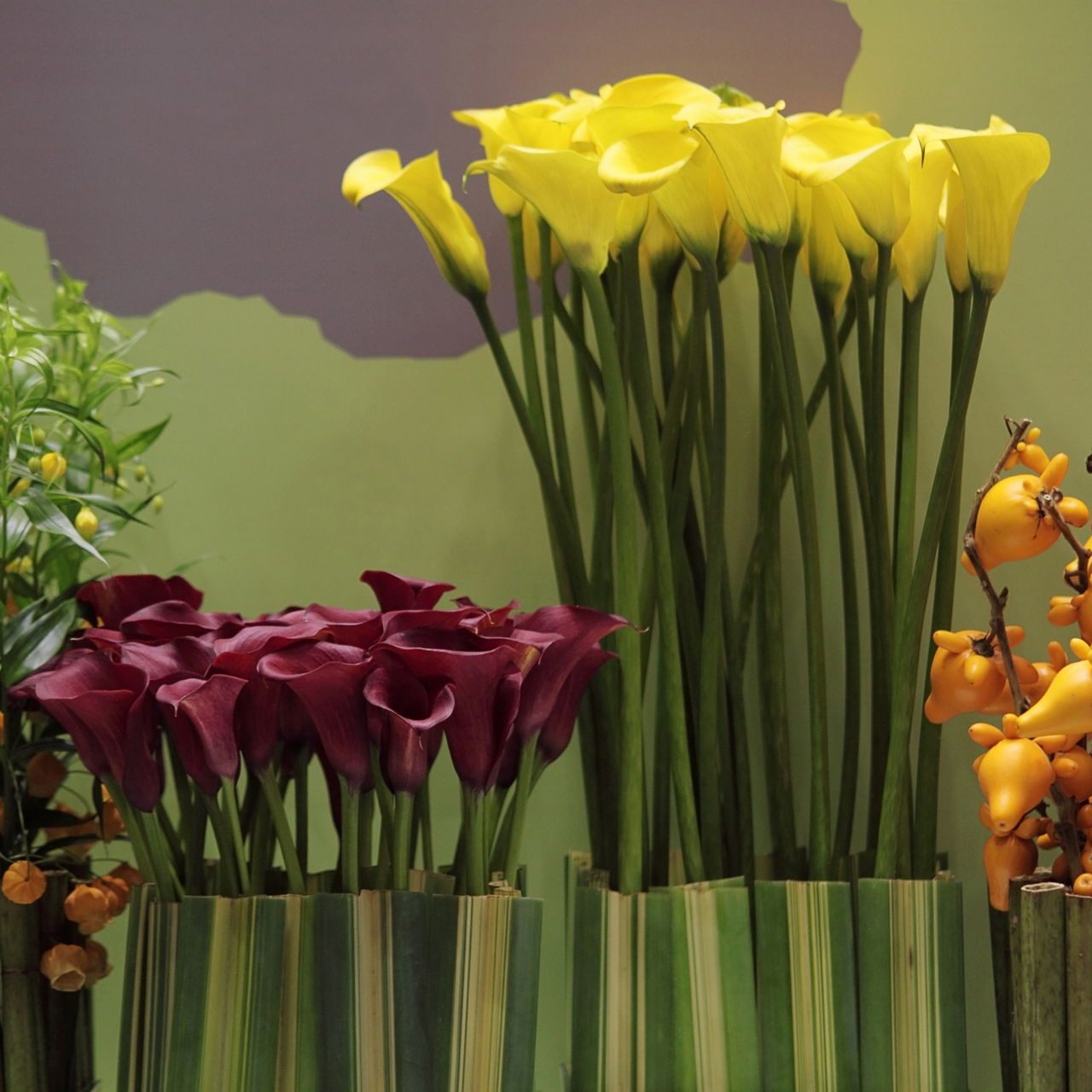 Maroon And Yellow Calla