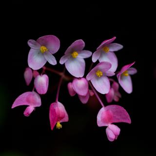 Begonia Flower