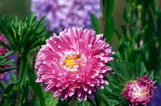 Aster