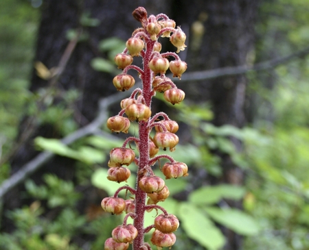 pterospora andromedea