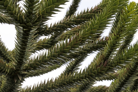 Green Leaves of Monkey Puzzle Tree