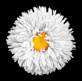 Aster Flower With Yellow Heart Macro