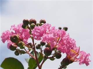 Crape Myrtle