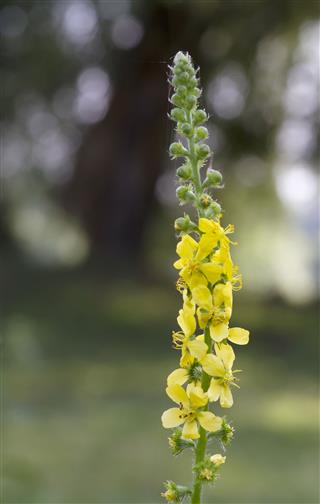 Agrimony