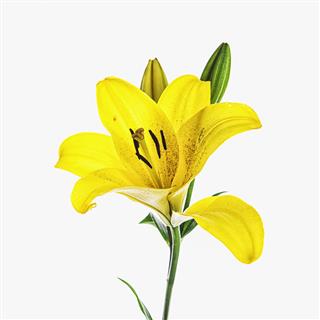 Yellow Lily