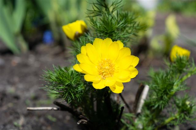 Adonis Vernalis