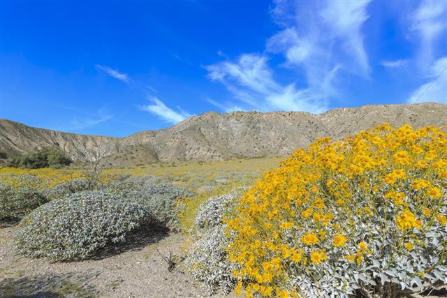 Little yellow Brittle bush blossom
