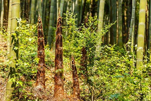 Growing Bengal Bamboo Shoots