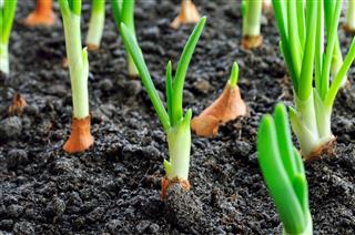 Close Up Of Onion Plantation