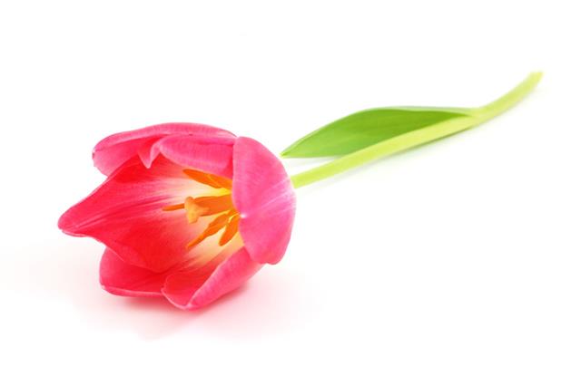 Beautiful Tulip