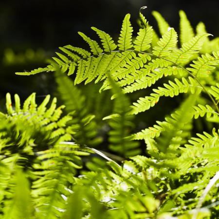 leaf of fern