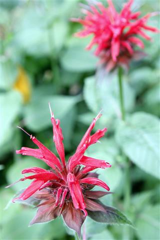 Bee Balm