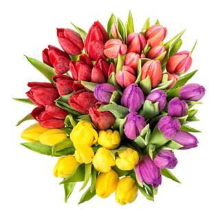 Tulips With Water Drops