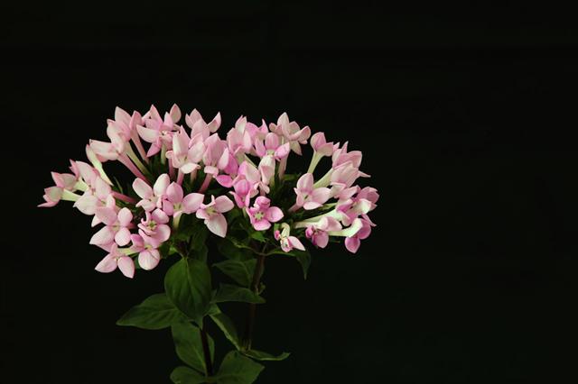 Bouquet Of Bouvardia