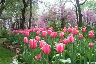 Tulips After Rain