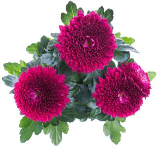 Magenta Chrysanthemum Flower