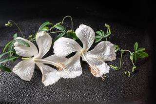 Blooming Delicate White Hibiscus