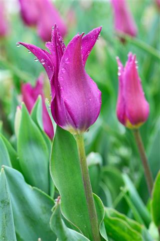 Purple Tulips