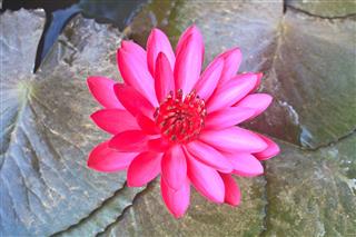 The Beautiful Blooming Lotus Flower