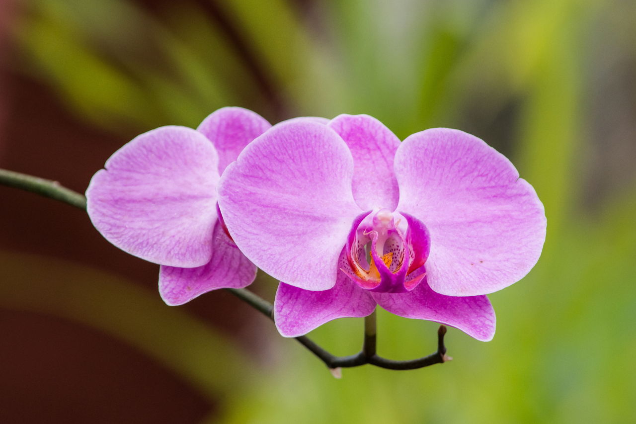 Orchids Of Sri Lanka