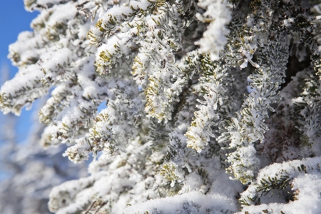 frozen trees
