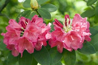 Rhododendron