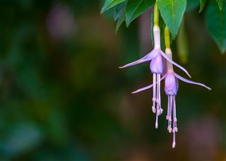 Purple Fuchsia Flowers