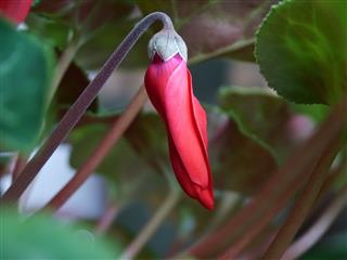 Blooming Cyclamen